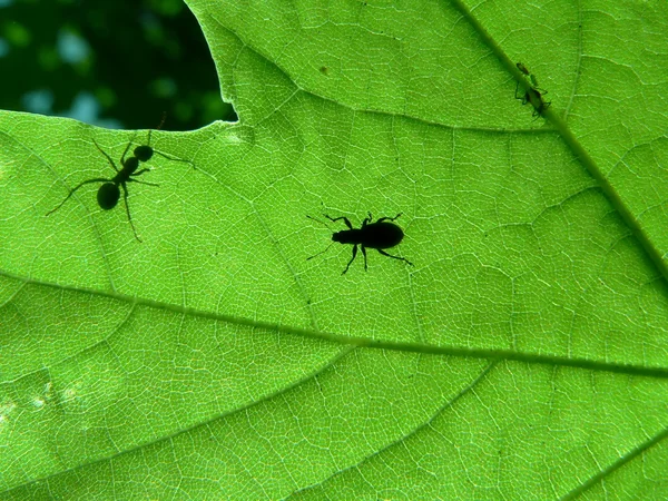 Liść i mrówka — Zdjęcie stockowe