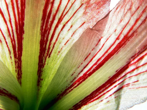 Flower of the amaryllis 2 — Stock Photo, Image