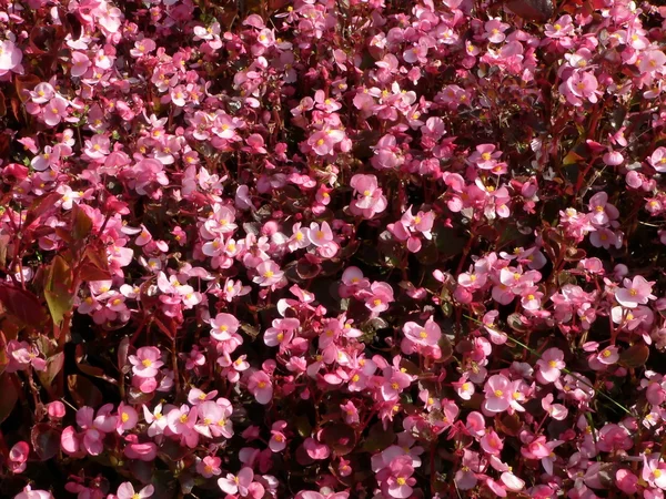 Alfombra floral —  Fotos de Stock