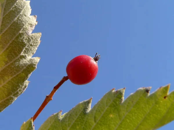 가 열매 2 — 스톡 사진