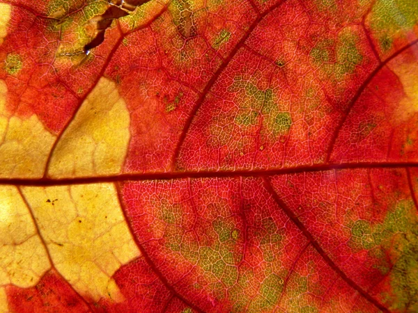 빨간색과 노란색 잎 — 스톡 사진