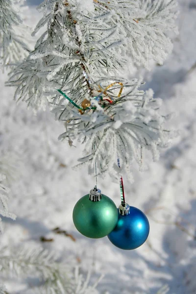 Duas bolas coloridas numa árvore coberta de neve — Fotografia de Stock