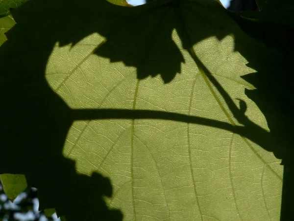 포도 잎 — 스톡 사진