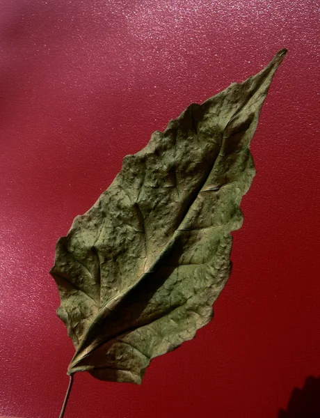 Сухий лист — стокове фото