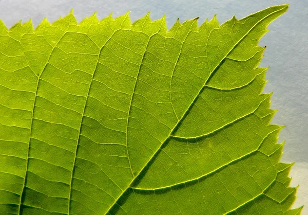 Series of texture (Edge of the leaf) — Stock Photo, Image