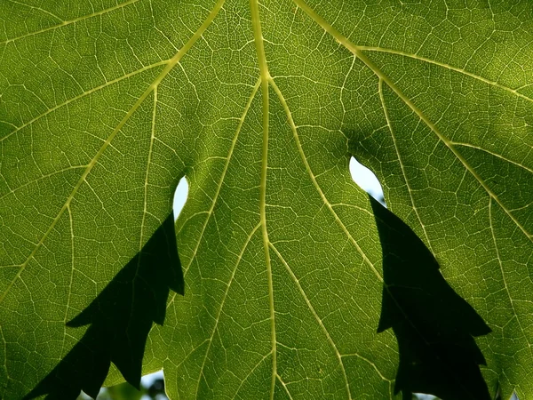 소의 잎 — 스톡 사진