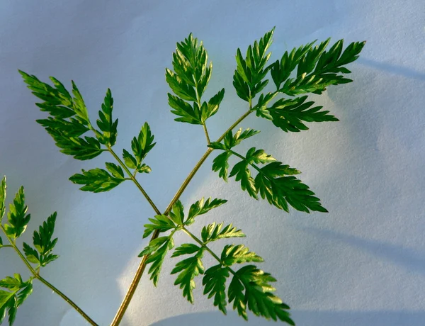 緑のハーブの枝 — ストック写真