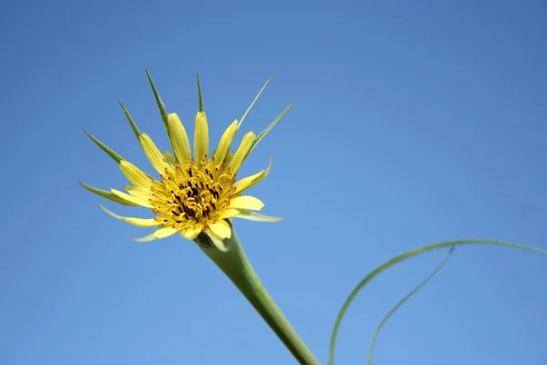 Żółty kwiat 2 — Zdjęcie stockowe