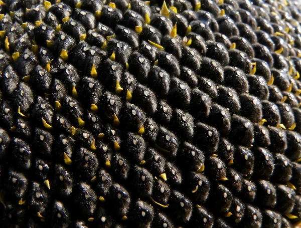 Semena slunečnice — Stock fotografie