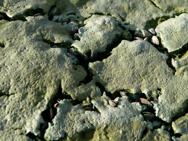 Alghe blu-verdi — Foto Stock