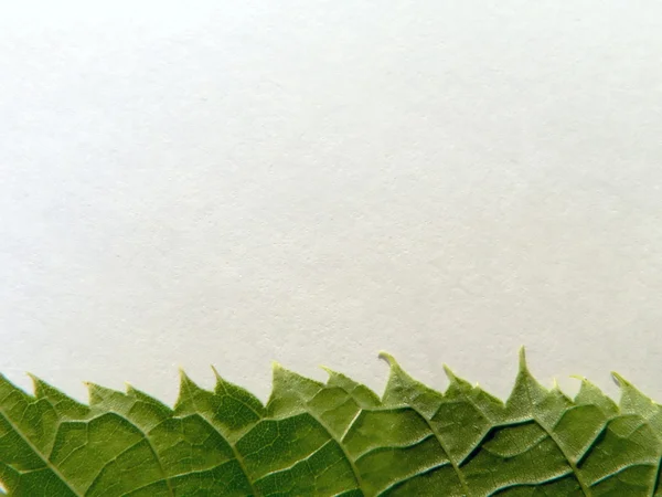 잎의 가장자리 — 스톡 사진