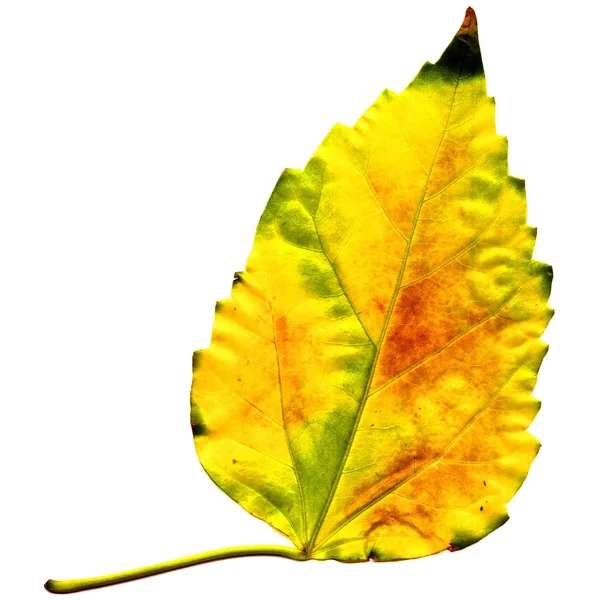Złoty liść na białym tle — Zdjęcie stockowe