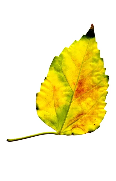 金黄的叶子在白色上被隔离 — 图库照片