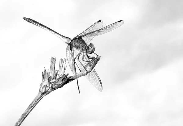 蜻蜓的树枝上 — 图库照片