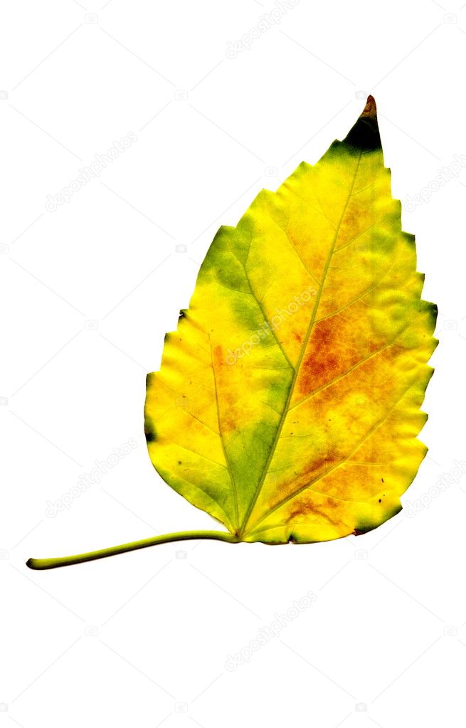 golden leaf isolated on white | 圖庫照片 08 alexander chelmode