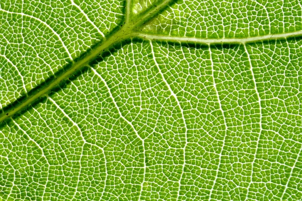 잎의 정 맥 — 스톡 사진