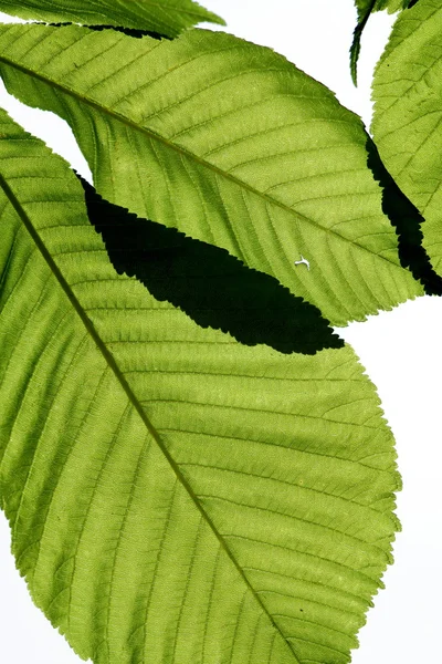 Leaves of plane tree — Stock Photo, Image