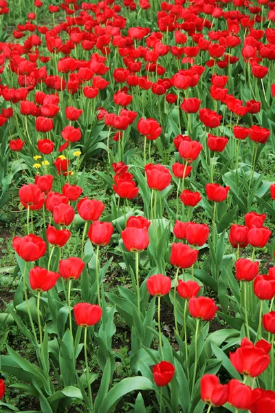 붉은 튤립으로 장식된 꽃 — 스톡 사진