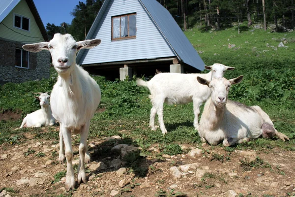 Beslag van de geiten nanny — Stockfoto
