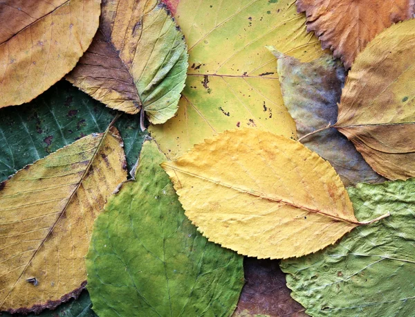 Leaves carpet — Stock Photo, Image