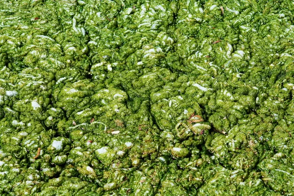 Algaes 2 — Stockfoto