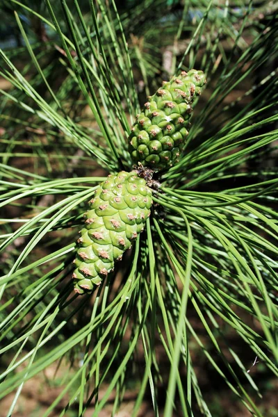 Green cones 2 — Stock Photo, Image