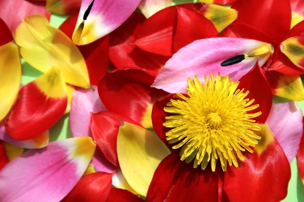Çiçek ürün çeşitliliği — Stok fotoğraf