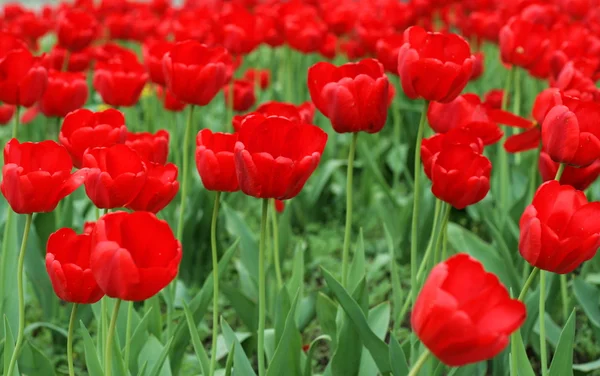 Tulipani rossi su aiuola — Foto Stock