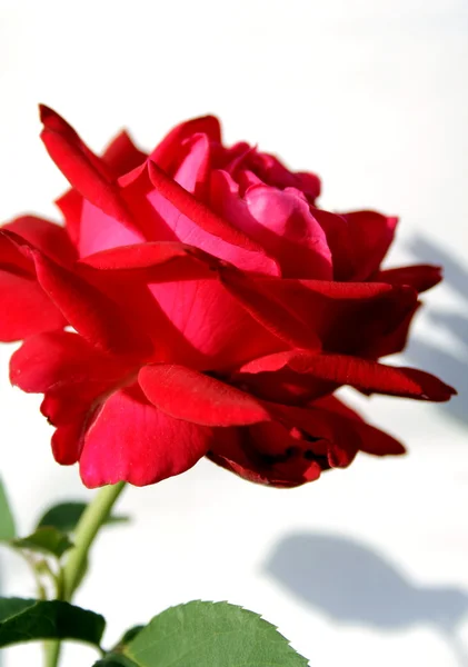 stock image Red rose