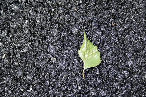 Zelený list na asfaltu — Stock fotografie