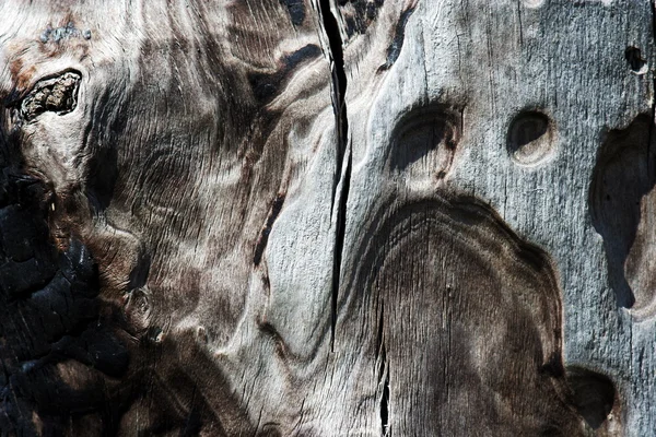 Verbrannte Rinde des Baumes 2 — Stockfoto