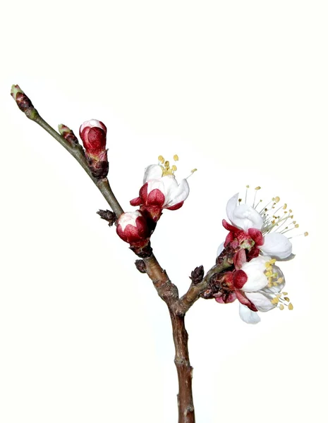 开花的樱桃树的分支 — 图库照片