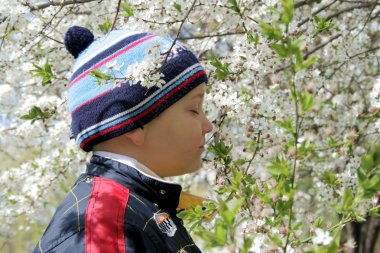 Boy and a flowering tree clipart