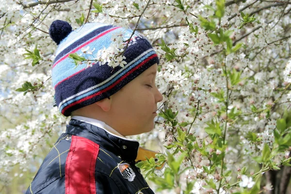 Boy and a flowering tree — Stock Photo, Image