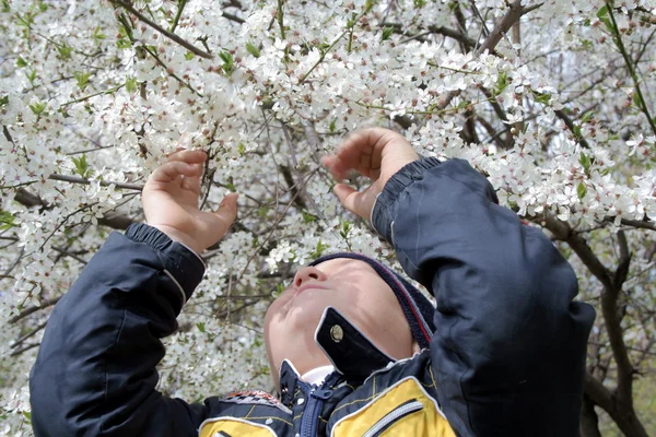 Jongen onder een bloeiende boom 2 — Stockfoto