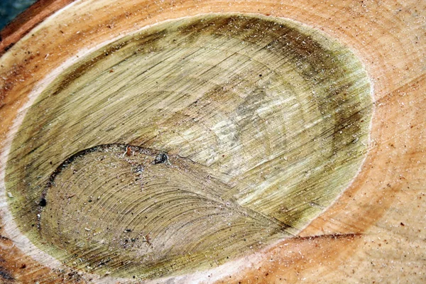 Δαχτυλίδια σε κομμένο δέντρο — Φωτογραφία Αρχείου