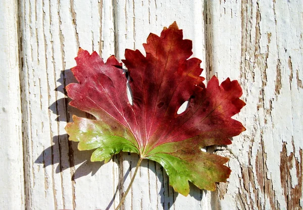 Rödgrönt löv 3 — Stockfoto