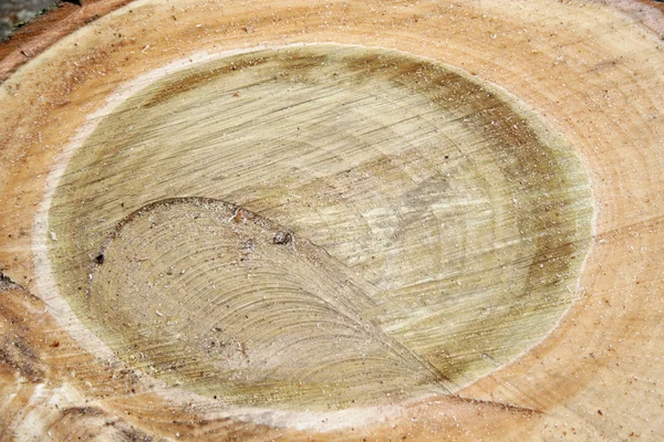 Sawed tree — Stock Photo, Image