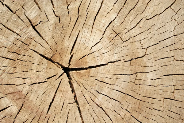 Od sawed tree — Stock Photo, Image