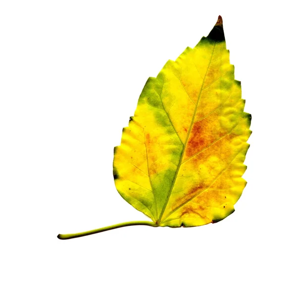 Golden leaf on white — Stock Photo, Image