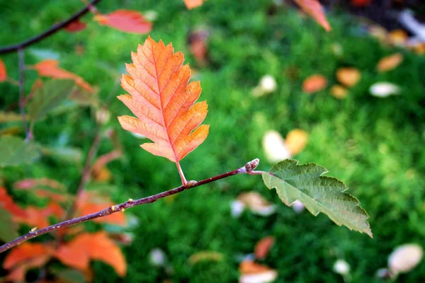 Duas cores do Outono — Fotografia de Stock