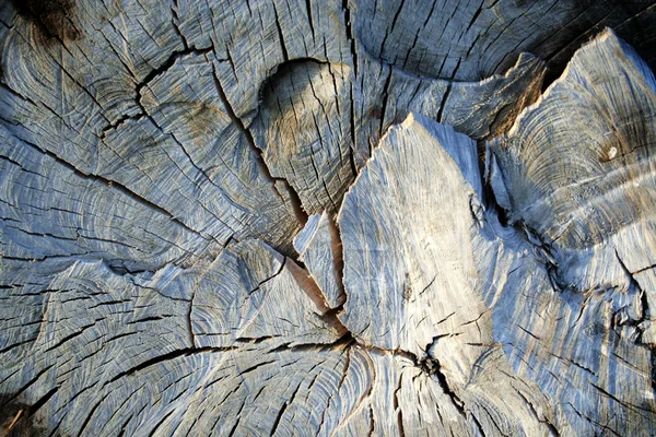 Staré řezali dřevo 2 — Stock fotografie