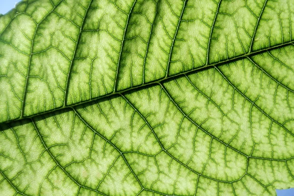 Folha verde claro — Fotografia de Stock