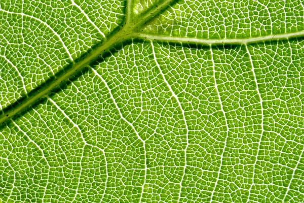 2 잎의 정 맥 — 스톡 사진