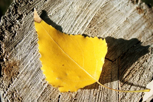 그 루터 기에 노란색 잎 — 스톡 사진
