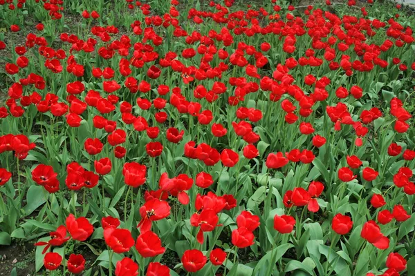 Червоні тюльпани Ліцензійні Стокові Фото