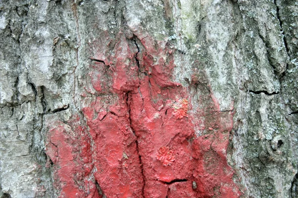 Bark with red spot — Stock Photo, Image