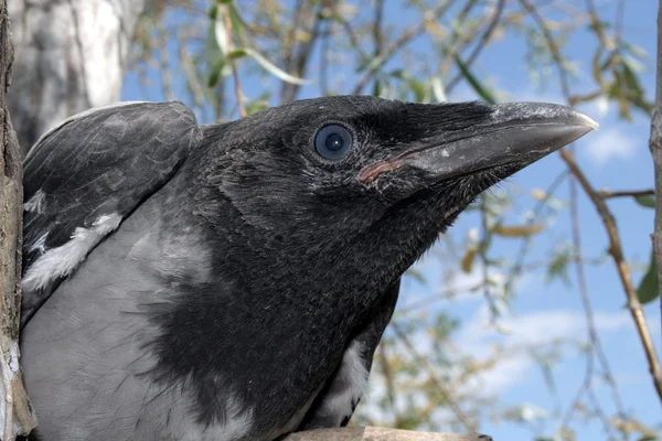 Testa del corvo 2 . — Foto Stock
