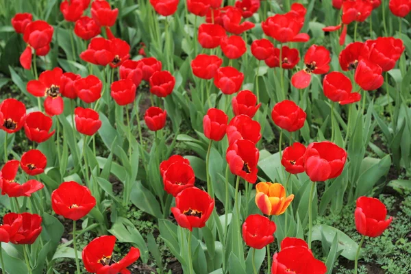 Tulipani rossi e un giallo — Foto Stock