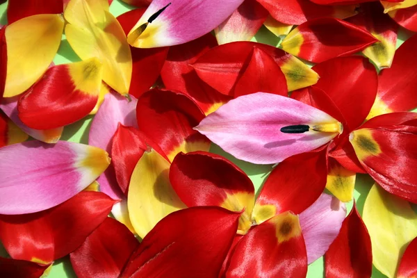 Surtido floral — Foto de Stock